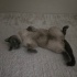Turşu yeni ailesini arıyor😽 fotoğraf