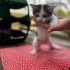 Bu minnaklara yuva arıyoruz fotoğraf