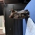 Bebek Tortoiseshell cinsi dişi kediye acil yuva! fotoğraf