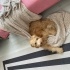 Sevimli cockapoo yavru fotoğraf