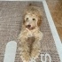 Sevimli cockapoo yavru fotoğraf