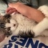 Sakin evde gezip uyuyan kendini sevdiren kedi fotoğraf