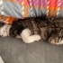 Sakin evde gezip uyuyan kendini sevdiren kedi fotoğraf