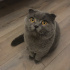 Uysal ve eğitimli kedi ücretsiz sahiplendirilecek fotoğraf