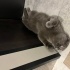 Uysal ve eğitimli kedi ücretsiz sahiplendirilecek fotoğraf