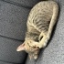 Kedi sahiplendirme