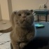 3,5 yaşında kısır erkek kedi fotoğraf