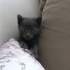 Minik Patiye yuva aranıyor. fotoğraf