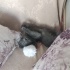 Minik Patiye yuva aranıyor. fotoğraf