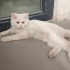 British longhair red point fotoğraf