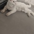 British longhair red point fotoğraf