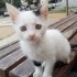 Bembeyaz pıril pırıl sevgi dolu bir patiyim fotoğraf