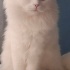 Sokaktan Kurtarıldılar fotoğraf