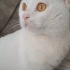 Sokaktan Kurtarıldılar fotoğraf