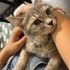 Cins kedi scottich tekir kırması dısarıda kalamaz acil yuva aranıyor fotoğraf