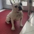 4 YAŞINDA KISIR ERKEK FRANSIZ BULLDOG İÇİN ACIL GEÇİCİ KALICI YUVA ARIYORUZ fotoğraf