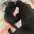 BİR BUÇUK AYLIK BEBEK KEDİ fotoğraf