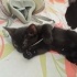 BİR BUÇUK AYLIK BEBEK KEDİ fotoğraf