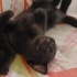 BİR BUÇUK AYLIK BEBEK KEDİ fotoğraf