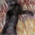 BİR BUÇUK AYLIK BEBEK KEDİ fotoğraf