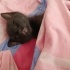 BİR BUÇUK AYLIK BEBEK KEDİ fotoğraf