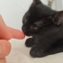 BİR BUÇUK AYLIK BEBEK KEDİ fotoğraf