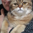 Kedi sahiplendirme