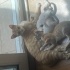 Anne ve 3 yavru kedi ücretsiz sahiplendirilecek fotoğraf