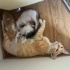 Anne ve 3 yavru kedi ücretsiz sahiplendirilecek fotoğraf