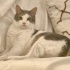 Tarık - Dünya tatlısı 8 yaşında Tekir kedi fotoğraf