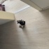 Tarçın Ve Fındık Kardeşler Yuva Arıyor fotoğraf