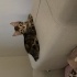 Tarçın Ve Fındık Kardeşler Yuva Arıyor fotoğraf