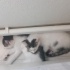 2 yavruya acil bi yuva fotoğraf