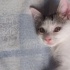 2 yavruya acil bi yuva fotoğraf