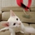 İZMİR YOK BÖYLE GÜZELLİK. ÖMÜRLÜK YUVASINI ARIYORUZ fotoğraf