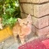 Bal yavruyu evden atmışlar, duvar dibinde bekliyor, burnu da kara olmuş çok uslu fotoğraf
