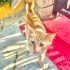 Bal yavruyu evden atmışlar, duvar dibinde bekliyor, burnu da kara olmuş çok uslu fotoğraf