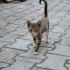 Hastaneden Çıktım Acil Yuva Arıyorum fotoğraf