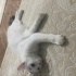 SOKAKTA BİR PAMUK fotoğraf