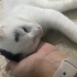 SOKAKTA BİR PAMUK fotoğraf