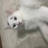 SOKAKTA BİR PAMUK fotoğraf