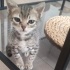 Minik cüceler yuva arıyor fotoğraf