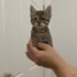 Sevgi dolu, sevdirmeyi seven, insan canlısı bebek kedi