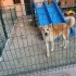 Ücretsiz Japon Akita fotoğraf