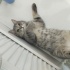 British shorthair kırmasıdır dünya tatlısı oyunbaz ve çok uyumlu bir kedidir