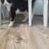 Smokin yavru kedi için Şans olun fotoğraf
