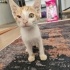 Hayko: Sevimli, oyunbaz ve kalp çalıcı bir sarman🐾🧡