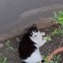 Tatlı mı tatlı siyah beyaz 🧿 fotoğraf