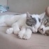 Oyuncu evcil kucağa alışkın fotoğraf