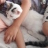 Oyuncu evcil kucağa alışkın fotoğraf